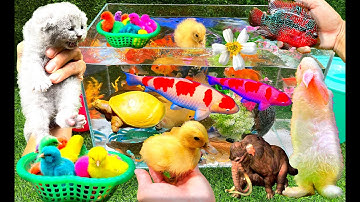 Bắt Các Con Vật Siêu Dễ Thương, Con Cá, Con Vịt, Con Mèo, Con Bò, Cá Betta - part 150