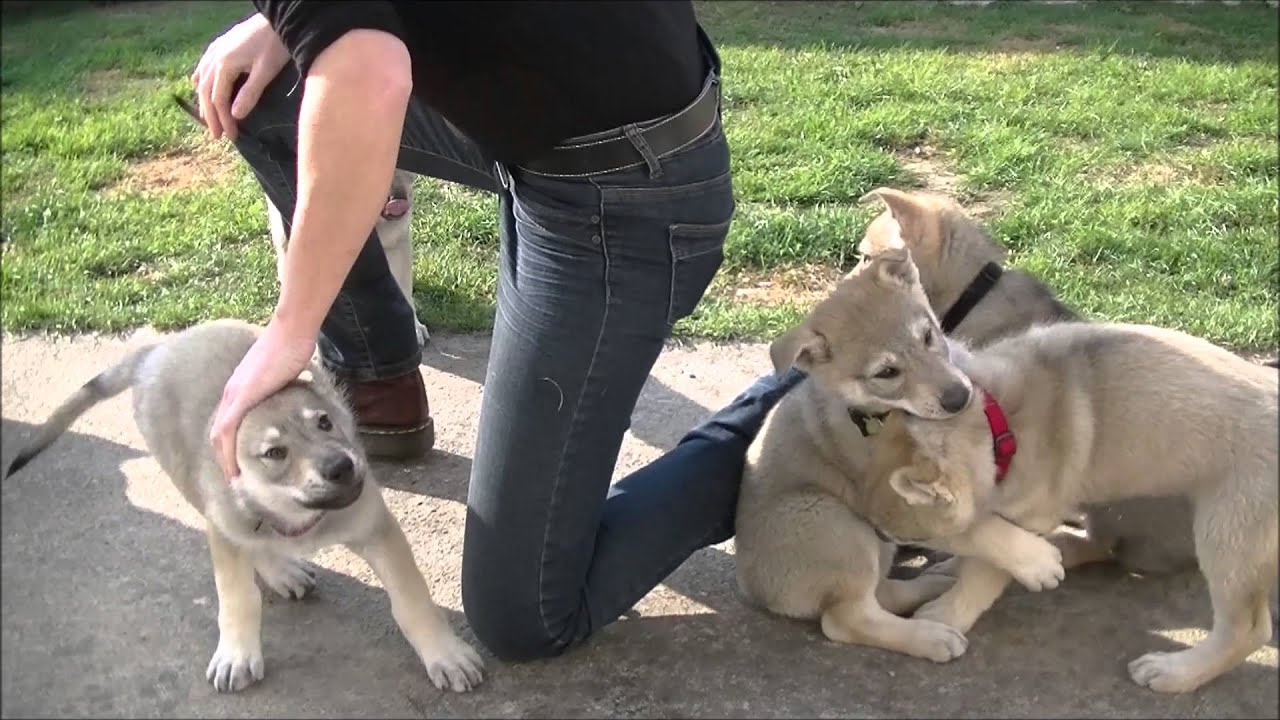 Chiots Chiens Loups Tchécoslovaques 50 Jours Portée Heaven Baron 2016