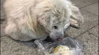 双目失明小狗被主人扔大街上，它不懂自己错在哪里连流浪的资格都没有！#关爱流浪动物 #流浪狗 #流浪狗救助 #善待动物关爱生命