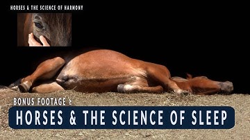 Horses & the Science of Sleep