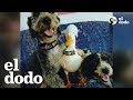 Pato salvado de una granja industrial ama a su nueva familia