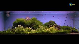 Relax Aquarium. Аквариум №9 Рязанского Акванариума