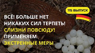 видео: Дача в Германии. Столько слизней мы еще никогда не видели! Как выгнать их с участка? Что нам делать? картинка: Дача в Германии. Столько слизней мы еще никогда не видели! Как выгнать их с участка? Что нам делать?
