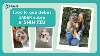 TODO LO QUE DEBES SABER SOBRE EL SHIH TZU  Lauvet