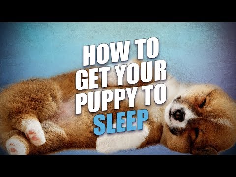 Video: How To Train Your Puppy To Sleep Alone