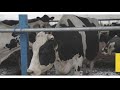 Основные принципы ведения молочного скотоводства