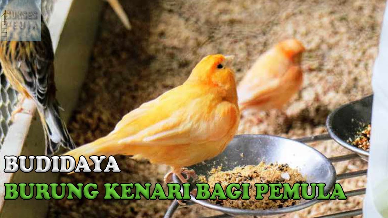 CARA BUDIDAYA BURUNG KENARI BAGI PEMULA AGAR SUKSES 