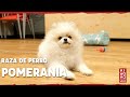 Perro POMERANIA【Razas de Perros】🐕✅