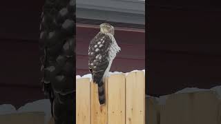 Hawk on fence