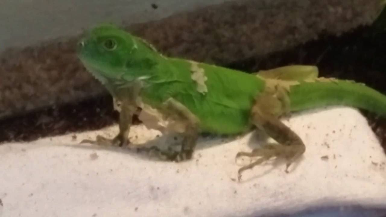 Photo inspiration: Visual Reference: Iguana Glo Shedding Process 3