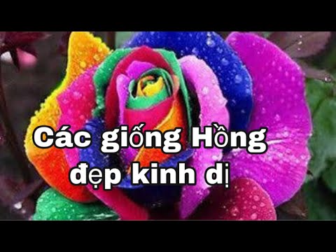 CÁC GIỐNG HOA HỒNG ĐẸP KINH DỊ.CHUẨN GARDEN TV | Foci