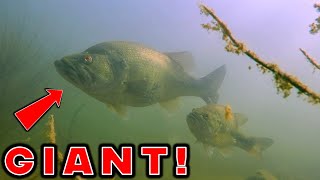 These Tricks Are Why Some Anglers Catch ALL The BIG BASS In Spring! (Spring Sight Fishing)
