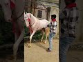 horse dance videos 📸#trendingshorts #viralvideo #dance