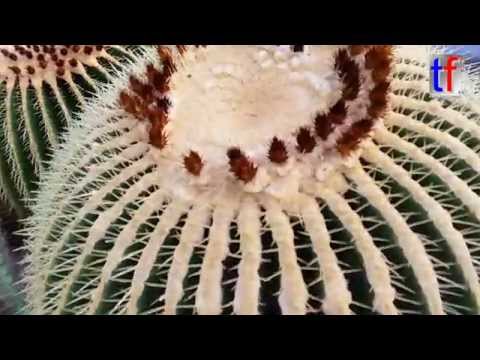 Video: Echinocactus: Jak Obsahovat?