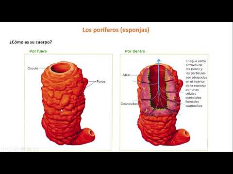 Vídeo: Els cnidaris tenen simetria radial?