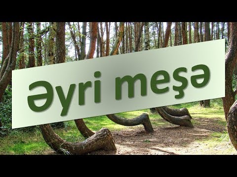 Video: Qara qızılgül - seleksiyaçılardan hədiyyə