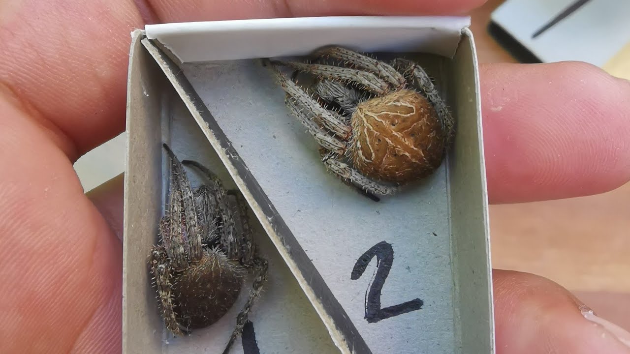 (LOTS OF RARE) UNBOXING 70PCS SOMAN THE BEST SUPPLIER NG SAMON.