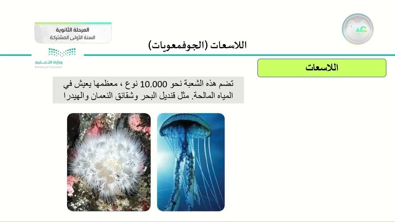 اللاسعات (الجوفمعويات) - أحياء (1) - السنة الأولى المشتركة