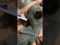 funny grey cat wake up