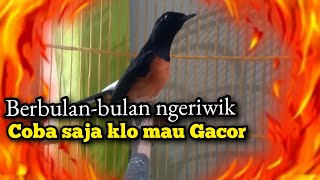 murai ngeriwik pasti // gacor dalam waktu singkat