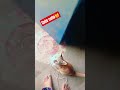 cute kuttu 😽@rajani kumari Jaat 4539