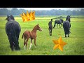 Puppy comes along, Rising Star play outside, breakfast first | Friesian Horses