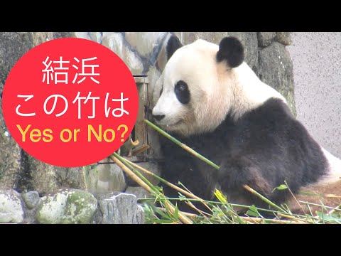 【結浜🎀それ何のお顔？ミストの中での🎋いやいやポイ】Panda Yuihin is a foodie