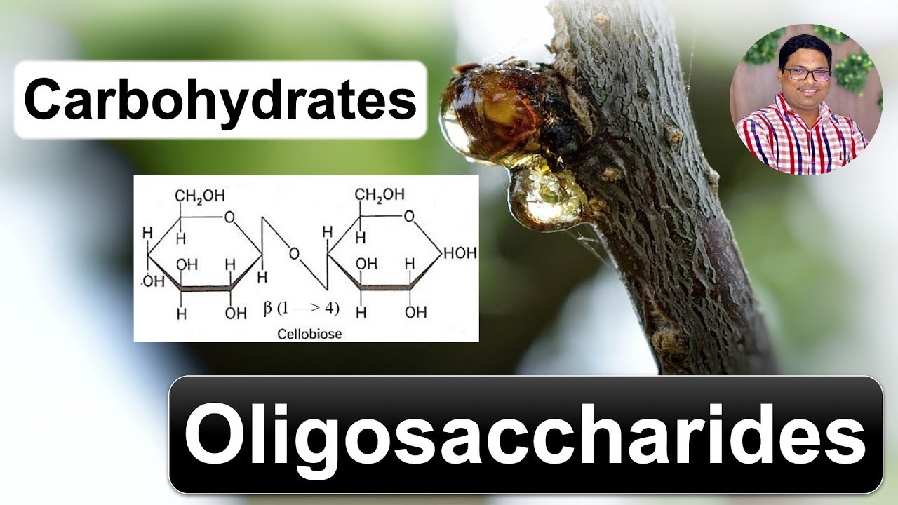 Biomolecules Carbohydrates Oligosaccharides YouTube