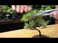 挿し木から育てた杜松(トショウ)の芽摘み ♯743