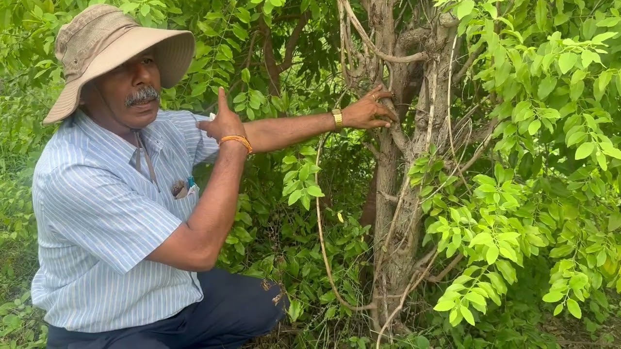 Host Plant Management in Sandalwood Cultivation