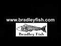 Bradley Fish Photo 16