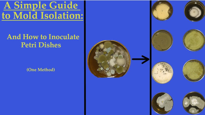 ice cream freezer bowl bacteria growth time lapse