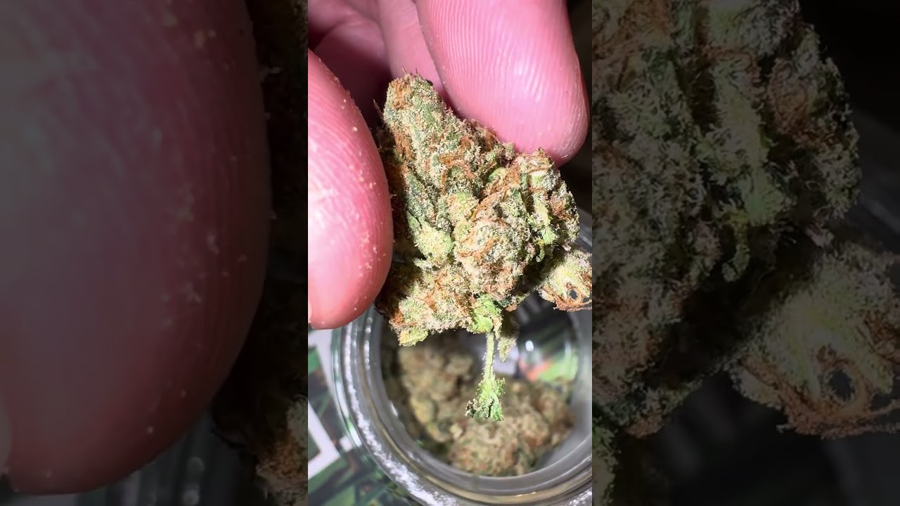 TERPY TIME TASTE BUDS - NEW DROP !!!! - NAMELESS GENETICS - MEGA WELLNESS OG 