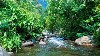 The best sounds of nature in the mountain, beautiful river sounds, ASMR