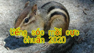Tiếng Sóc Đất Kiêu gọi Đàn  (Tiếng kêu mồi cực chuẩn 2020)