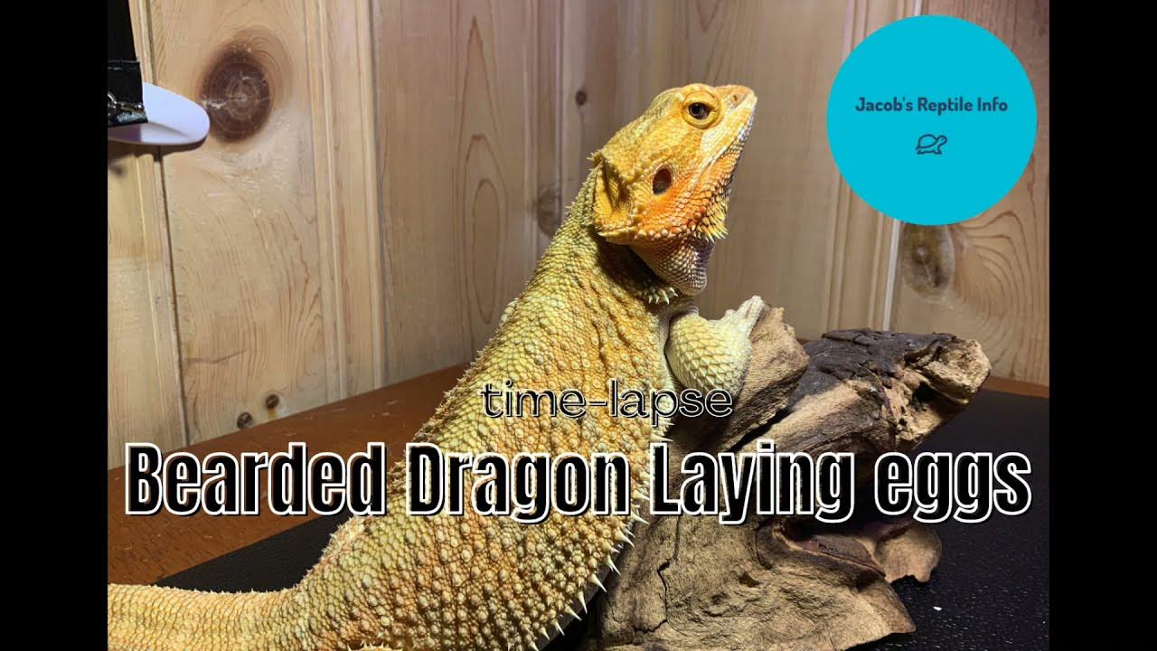 Bearded Dragon Laying Eggs YouTube