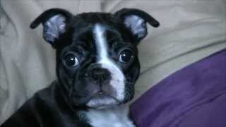 Boston Terrier Puppy Meets Older Dog And Cat - The First 7 Days by Andrew Long 7,424 views 10 years ago 1 minute, 49 seconds