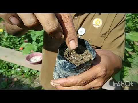 Video: Teknik Skarifikasi Benih - Cara Memotong Biji Bunga Sebelum Tanam