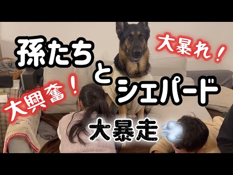 大好きな孫たちがきたら、シェパードまろんが大暴走❣️大変なことになりました😅【ジャーマンシェパード】