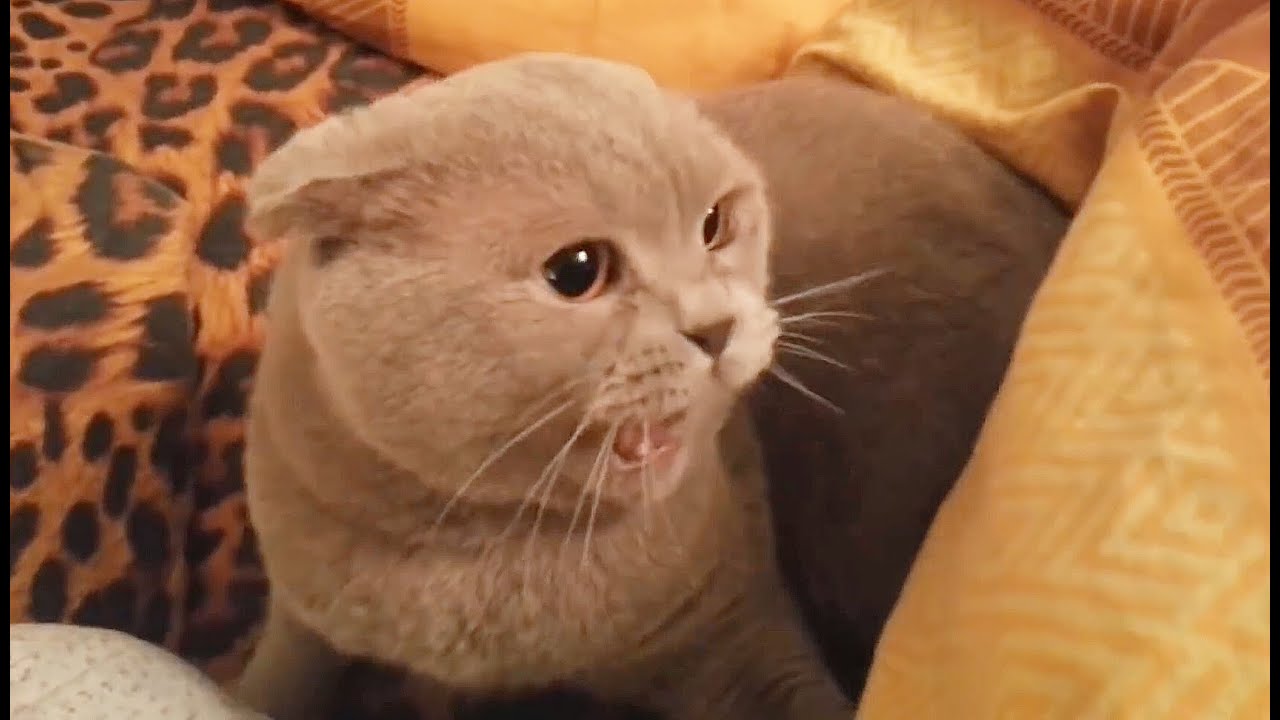 The most angry and nervous cats 
