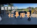 牛を出荷しました