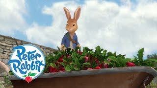 Peter Rabbit  The Radish Robbers | Cartoons for Kids