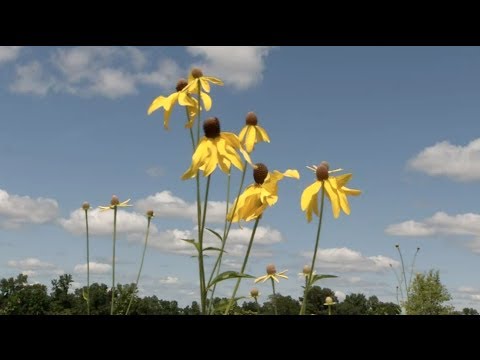 Video: Prairie Junegrass Information – Získajte informácie o Junegrass In Landscapes