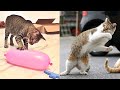 Funniest Animals - Best Of The 2021 Funny Animal Videos #18