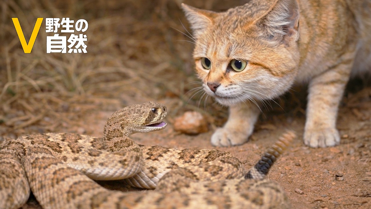15 Shocking Moments When Snakes Attack the Wrong Animal | Wildlife