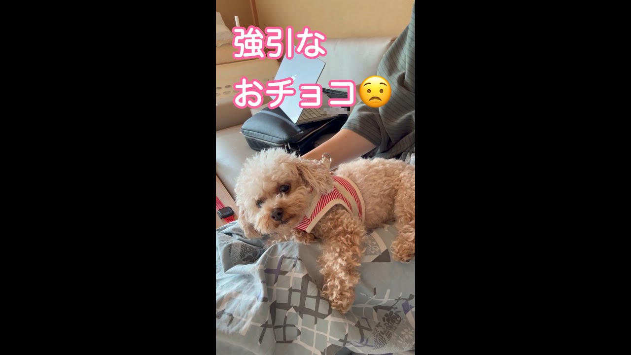 【チョコとおでかけ】伊豆旅行おまとめ2日目の朝🐶🍚かまってちゃん発動で準備が進まない朝😅