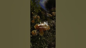 اجمل تلاوة - حالات واتس