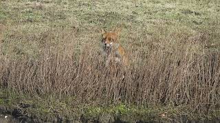 Vos Oostvaardersplassen 7 feb 24 I