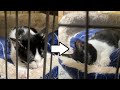 【保護猫】子猫がチュパチュパして寝落ちするまで
