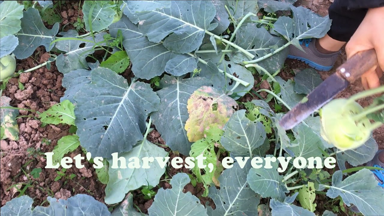 Grow kohlrabi in the garden by yourself after 45 days and the results